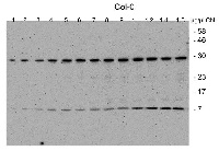 CGL40 in the group Antibodies Plant/Algal  / Photosynthesis  / GreenCut at Agrisera AB (Antibodies for research) (AS13 2641)